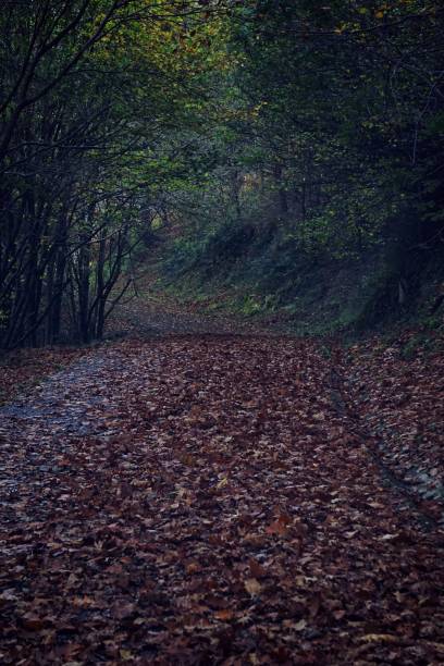 istock road and trees in the forest in the mountain 1093967930