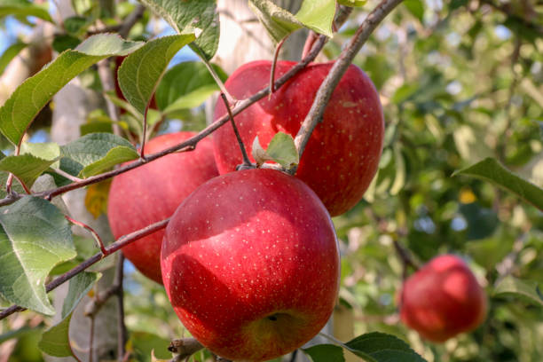 süße frucht apfel auf bäumen wachsen - präfektur aomori stock-fotos und bilder