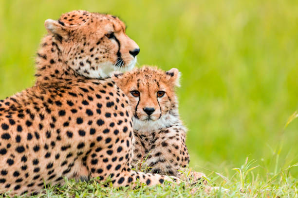 istock Cheetah cub and mother at wild 1093969382