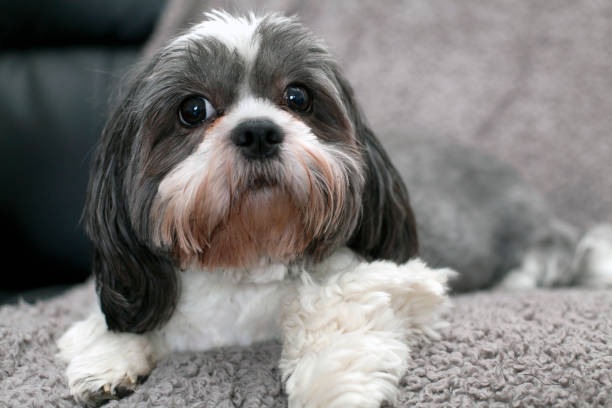 Shih tzu dog on sofa Lovely little Shih tzu dog lying on a blanket looking at the camera shih tzu stock pictures, royalty-free photos & images