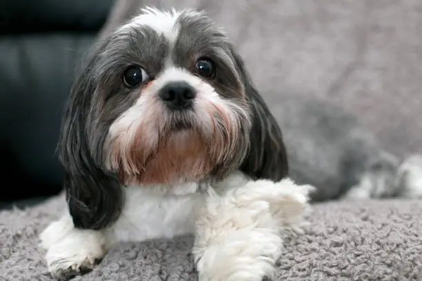 Lovely little Shih tzu dog lying on a blanket looking at the camera