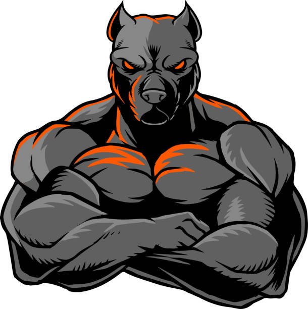 Strong pitbull 01 The illustration shows a strong Pit Bull whose body is covered with big muscles. mean dog stock illustrations