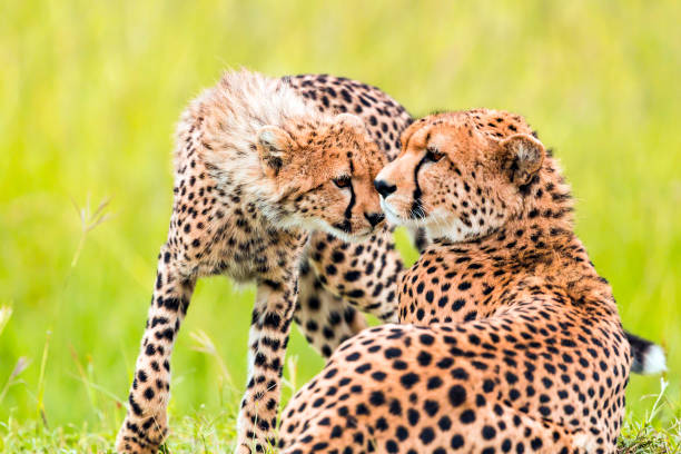 istock Cheetah cub and mother at wild - Love 1093971382