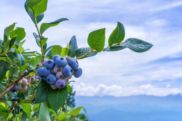 istock Ripe blueberries with blue sky in the background. 1093971744