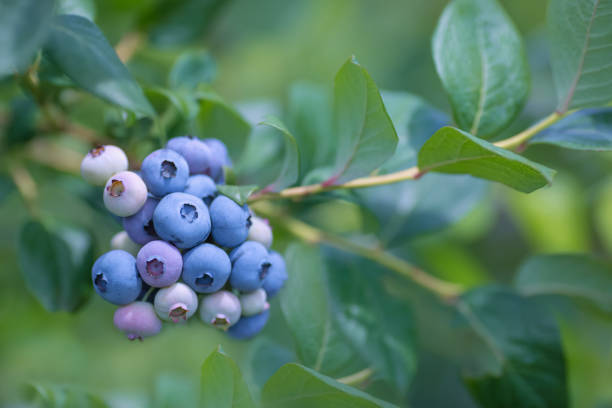 istock Ripe blueberries on the plantation. 1093971762