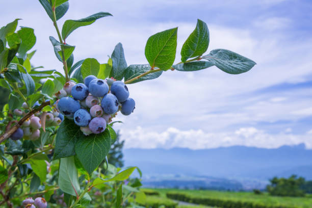 Ripe blueberries with blue sky and mountains in the background.