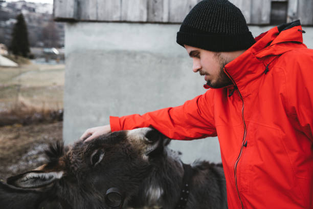 istock Man petting donkeys in Switzerland 1093972736