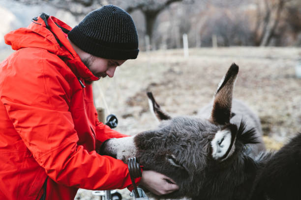 istock Man petting donkeys in Switzerland 1093974918