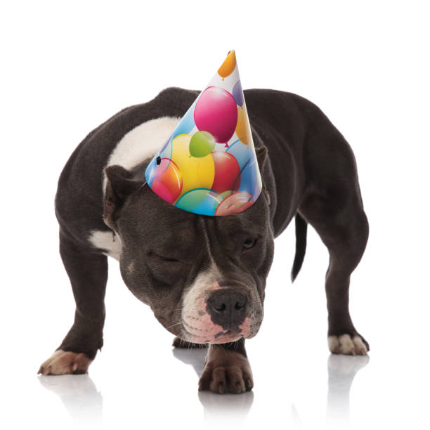 istock funny american bully wearing birthday hat looks down to side 1093975188