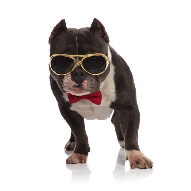 istock classy american bully wearing gold sunglasses standing 1093975542