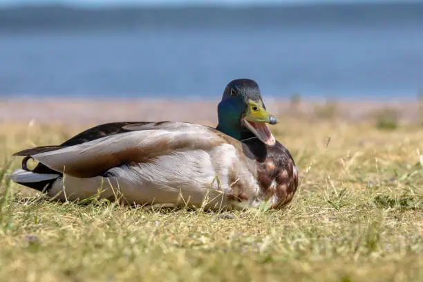 Photo of Male mallard duck with blue green head