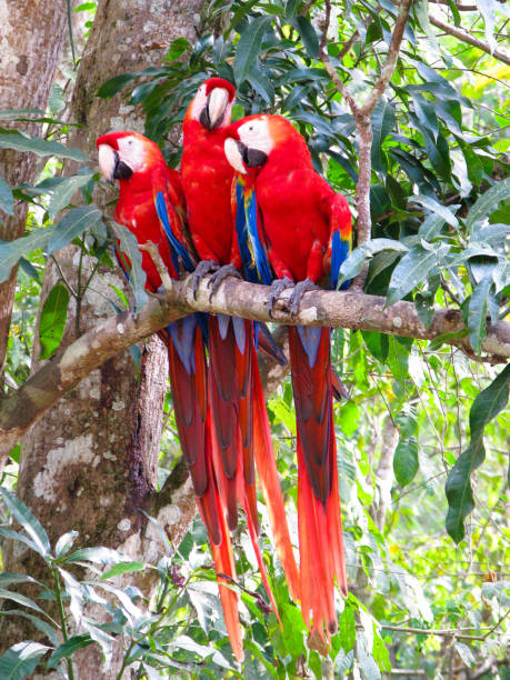 istock Parrots on the branch at Copan site, Honduras 1093977700