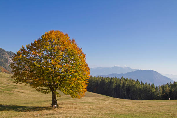 istock autumn in Trentino 1093978084