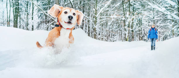 aktiver beagle hund läuft im tiefschnee. winterspaziergänge mit haustieren konzeptbild. - snow dog walking running stock-fotos und bilder