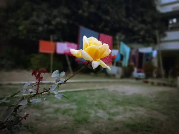 Yellow beautiful rose. Its so beautiful.