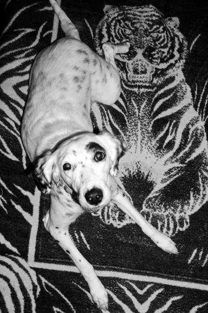 istock A cute dog on top of a tiger pattern blanket 1093979574