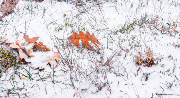 istock Leaf on the ground with snow and grass 1093981242