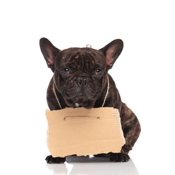 istock cute french bulldog wearing empty billboard sitting 1093982974