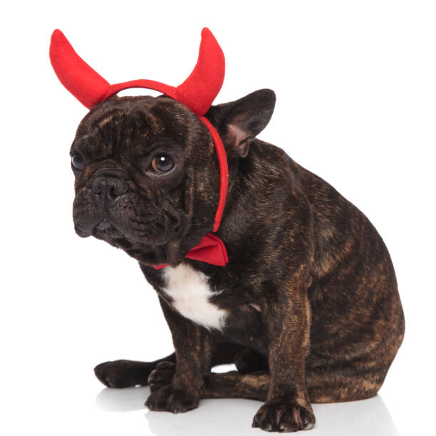 adorable devil french bulldog sits and looks to side - devil dogs imagens e fotografias de stock