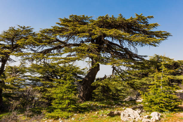 istock trees of Al Shouf Cedar Nature Reserve Barouk Lebanon 1093989072