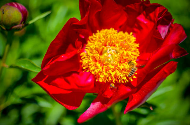 istock Tree peony blossoming in garden at spring. Macro 1093991028