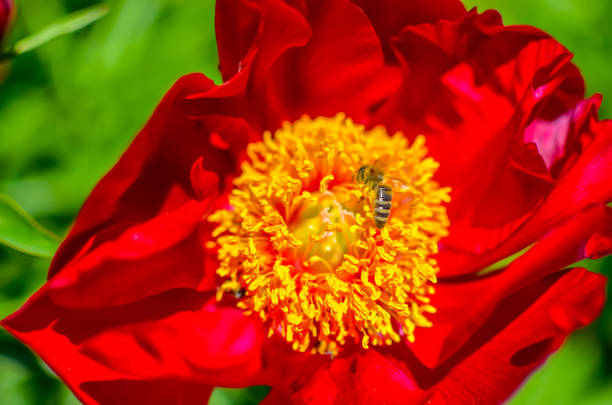 istock Tree peony blossoming in garden at spring. Macro 1093991030