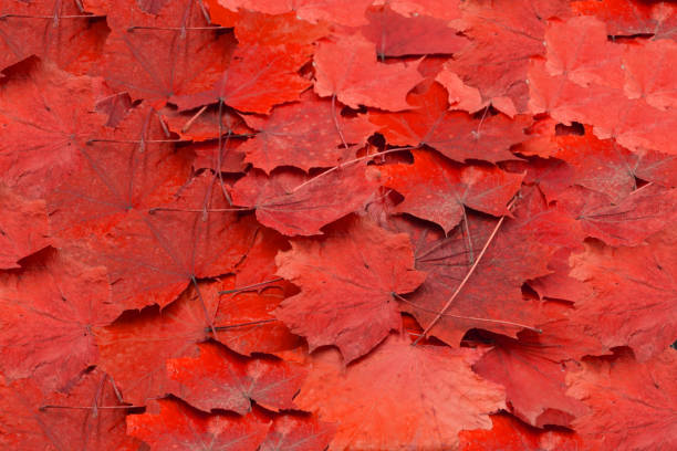 istock Autumn. Multicolored maple leaves lie on the grass. 1093991374