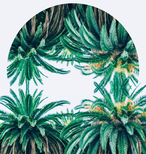 istock nature with palm trees and mirror reflection in circle frame. 1093992450