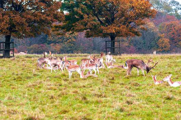 istock Deer - wild animals - natural scenery 1093992466