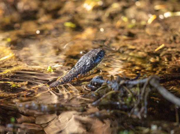 Tiger Snake in the water, often found in wetlands and swamps around Western Australia