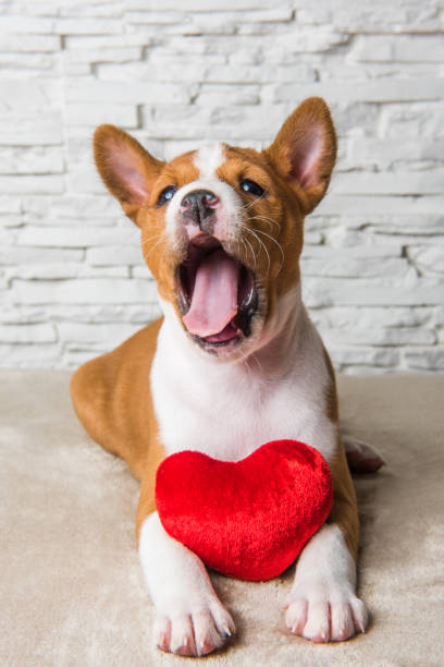 funny basenji puppy dog with red heart, dog is smiling - late afternoon imagens e fotografias de stock