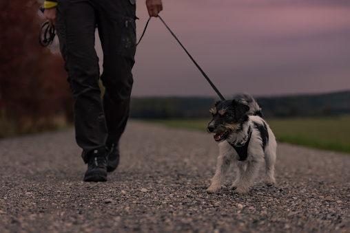 Woman goes with a dog walking in the autumn at night with heard torch - jack russell terrier