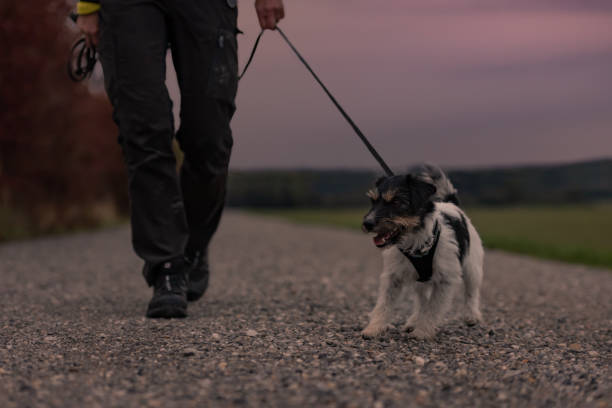 Owner goes with a dog walking in the autumn in the dusk with heard torch - jack russell terrier stock photo