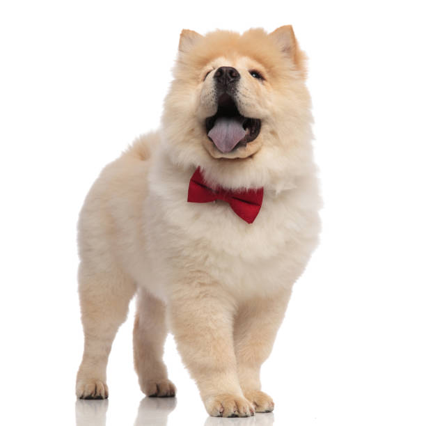 istock happy gentleman chow chow pants and looks up 1093997818
