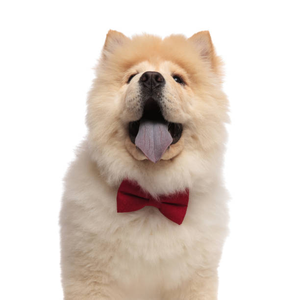 istock close up of excited chow chow with bowtie looking up 1093997834