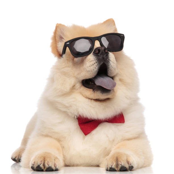 istock elegant chow chow wearing sunglasses looks up to side 1093997944