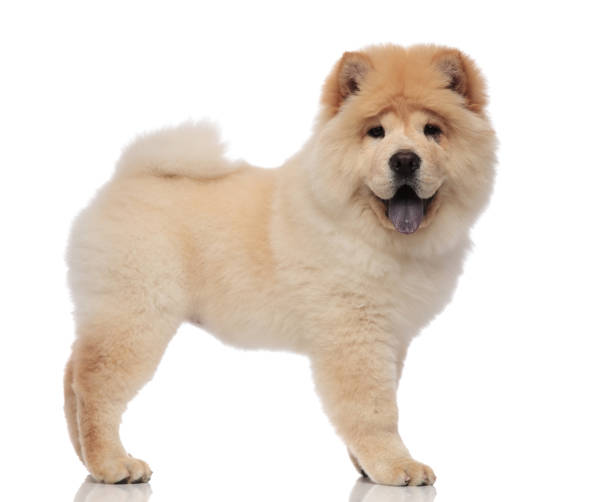 side view of furry chow chow standing with tongue exposed - chow imagens e fotografias de stock