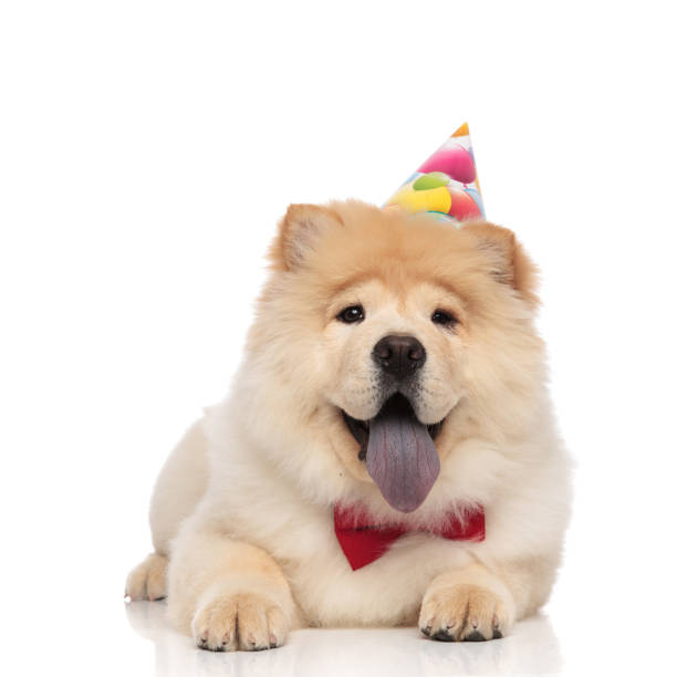 istock birthday chow chow wearing red bowtie resting and panting 1093999834