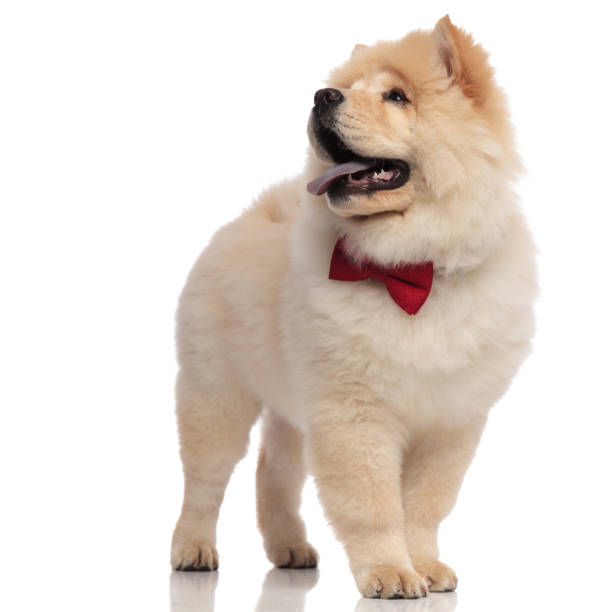 istock chow chow wearing red bowtie pants and looks to side 1094000212