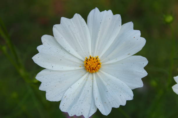 istock Beautiful flower in the park 1094002464