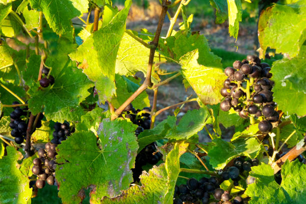 bunches of black pinot noir grapes growing in an englis vineyard - englis imagens e fotografias de stock