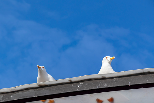 seagulls on building roof in nature