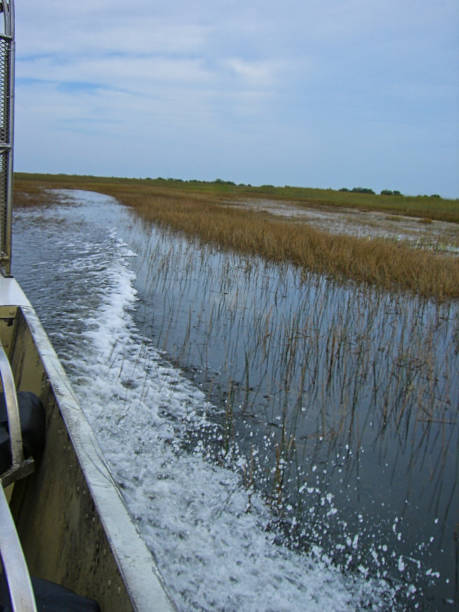 istock the everglades in florida 1094007286