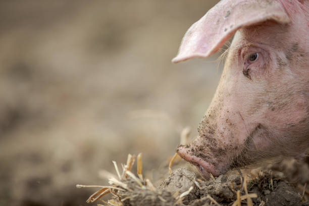 свиньи едят на лугу на органической мясной ферме - farmer pig domestic pig farm стоковые фото и изображения