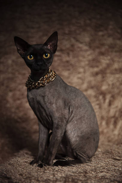 istock adorable grey cat wearing gold chain sitting 1094011414