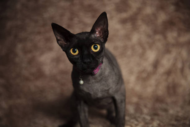istock adorable metis cat wearing pink collar sitting 1094011446