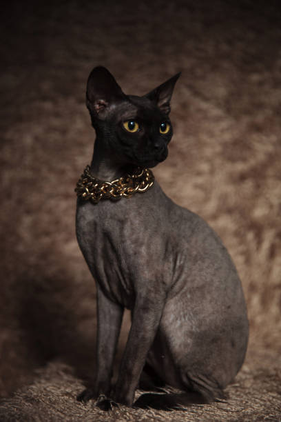 istock curious grey metis cat wearing golden chain looks to side 1094011476
