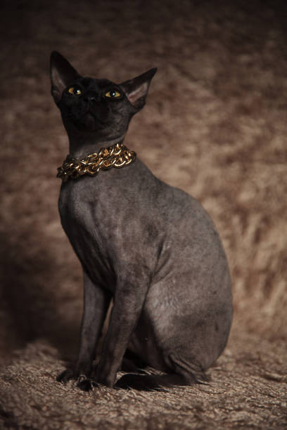 istock curious cat wearing gold collar sits and looks up 1094011564