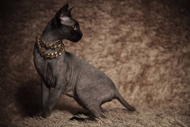 istock side view of cute metis cat looking behind while standing 1094011602