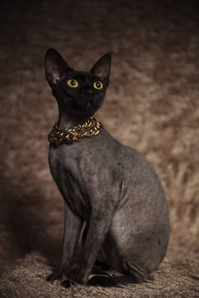istock surprised cat wearing golden collar looks up to side 1094011644